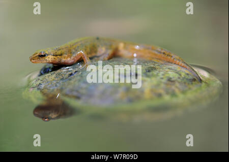 Weibliche Bergmolch (Mesotriton alpestris)/Ichthyosaura auf Stein, Regionaler Naturpark Lothringen, Lothringen, Frankreich, Stockfoto