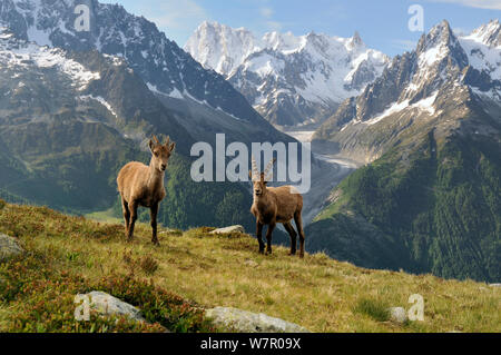 Männliche und weibliche Alpensteinbock (Capra ibex Ibex) vor der Mer de Glace Gletscher, Aiguilles Rouges (Rot Peaks) Regionalen Naturpark, Haute-Savoie, Frankreich, Juni. Stockfoto