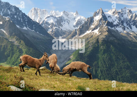 Zwei männliche Alpensteinbock (Capra ibex Ibex) kämpfen vor der Mer de Glace Gletscher, der mit einer Frau in der Nähe, Aiguilles Rouges (Rot Peaks) Regionalen Naturpark, Haute-Savoie, Frankreich, Juni. Stockfoto