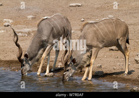 Mehr Kudu (Tragelaphus strepsiceros) Männer Trinken an einem Wasserloch, Etosha National Park, Namibia Stockfoto