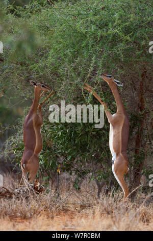 Gerenuk (Litocranius walleri) Weibliche steht auf den Hinterbeinen, Essen, den Tsavo Ost Nationalpark, Kenia Stockfoto