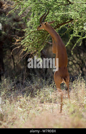 Gerenuk (Litocranius walleri) männlich Essen, die stehen auf seinen Hinterbeinen, Samburu Game Reserve, Kenia Stockfoto