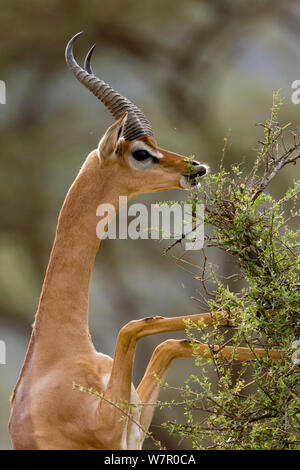 Gerenuk (Litocranius walleri) männlich Essen, während sie sich auf die Hinterbeine, Samburu Game Reserve, Kenia Stockfoto