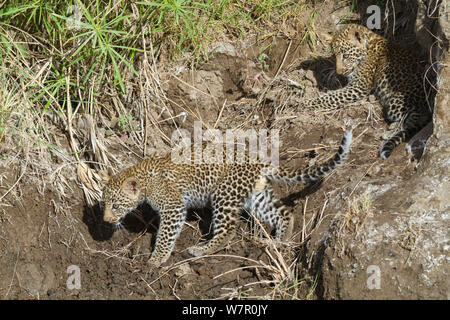 Leopard (Panthera pardus) Jungen im Alter von 2/3 Monaten Masai-Mara Game Reserve, Kenia Stockfoto