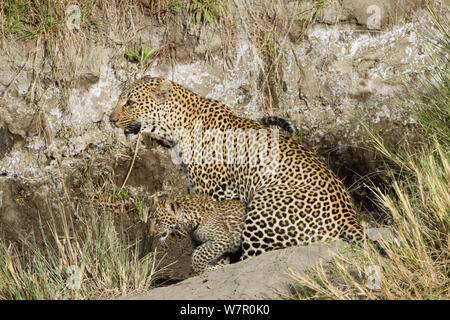 Leopard (Panthera pardus) Mutter und Jungen im Alter von 2/3 Monaten Masai-Mara Game Reserve, Kenia Stockfoto