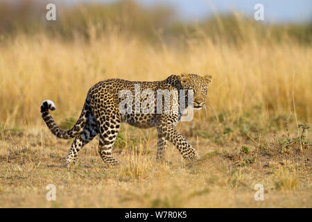 Leopard (Panthera pardus) zu Fuß durch trockenes Gras, Masai-Mara Game Reserve, Kenia Stockfoto