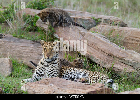 Leopard (Panthera pardus) Mutter und Jungen im Alter von 1 Monat, Masai-Mara Game Reserve, Kenia Stockfoto