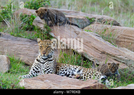 Leopard (Panthera pardus) Mutter und Jungen im Alter von 1 Monat, Masai-Mara Game Reserve, Kenia Stockfoto