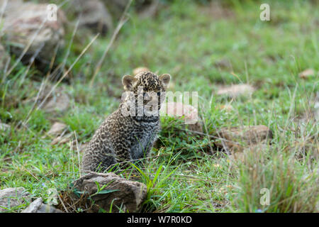 Leopard (Panthera pardus) Jungtier im Alter von 1 Monat, Masai-Mara Game Reserve, Kenia Stockfoto