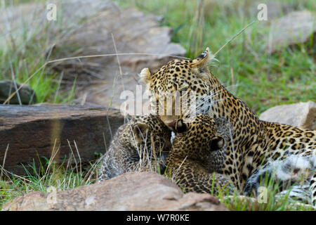 Leopard (Panthera pardus) Mutter und Jungen im Alter von 1 Monat, Masai-Mara Game Reserve, Kenia Stockfoto