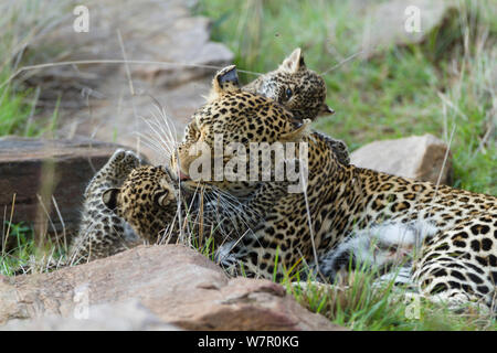 Leopard (Panthera pardus) Mutter und Jungen im Alter von 1 Monat, Masai-Mara Game Reserve, Kenia Stockfoto