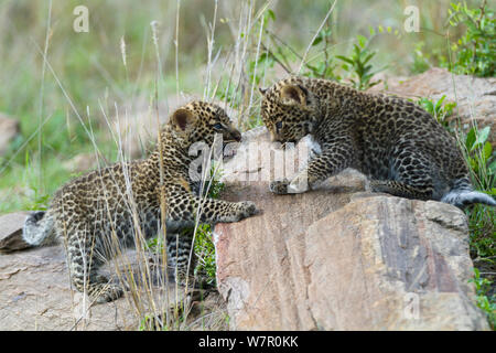 Leopard (Panthera pardus) Jungen im Alter von 1 Monat spielen, Masai-Mara Game Reserve, Kenia Stockfoto