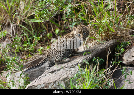 Leopard (Panthera pardus) Jungtier im Alter von 1 Monat, Masai-Mara Game Reserve, Kenia Stockfoto