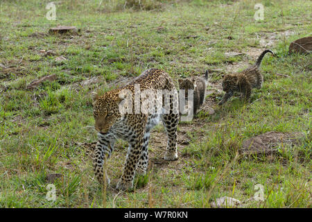 Leopard (Panthera pardus) Mutter mit Jungen im Alter von 1 Monat folgenden, Masai-Mara Game Reserve, Kenia Stockfoto