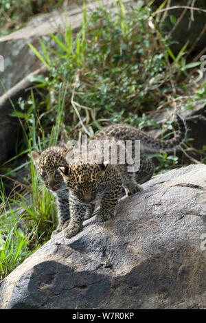 Leopard (Panthera pardus) Jungen im Alter von 1 Monat Klettern über Felsen, Masai-Mara Game Reserve, Kenia Stockfoto