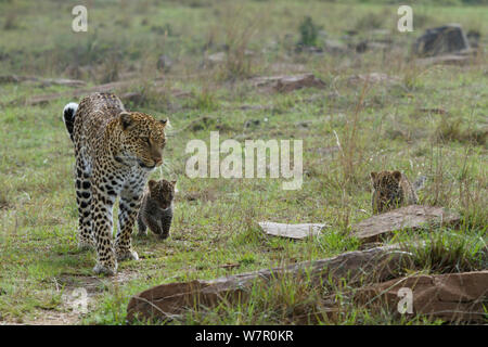 Leopard (Panthera pardus) Mutter und Jungen im Alter von 1 Monat, Masai-Mara Game Reserve, Kenia Stockfoto