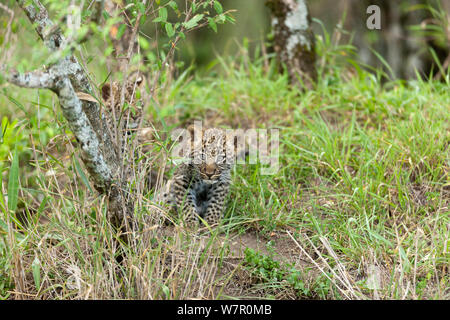 Leopard (Panthera pardus) Jungen im Alter von 2 Monaten im Gras sitzen, Masai-Mara Game Reserve, Kenia Stockfoto