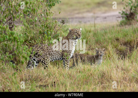 Leopard (Panthera pardus) weiblich und Cub im Alter von 5 Monaten, Masai-Mara Game Reserve, Kenia Stockfoto