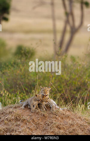 Leopard (Panthera pardus) Mutter und Jungen im Alter von 5/6 Wochen, Masai-Mara Game Reserve, Kenia Stockfoto