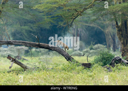 Leopard (Panthera pardus) Männliche klettern auf umgefallene Baum,, Nakuru, Kenia Stockfoto