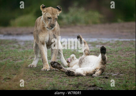 Löwinnen (Panthera leo) spielen im Regen, Masai-Mara Game Reserve, Kenia Stockfoto