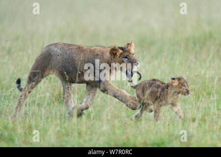 Löwe (Panthera leo) Cub spielen mit kleineren Cub im Regen, Masai-Mara Game Reserve, Kenia. Gefährdete Arten. Stockfoto