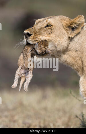 Löwin (Panthera leo) Ihr neugeborenes Cub, Masai-Mara Game Reserve, Kenia Stockfoto