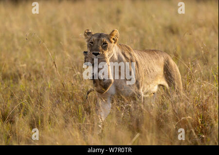 Löwin (Panthera leo) mit Neugeborenen cub, Masai-Mara, Kenia Stockfoto