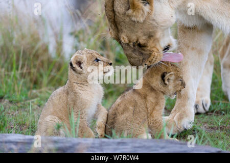 Löwin (Panthera leo) Grooming Jungen im Alter von 6 Wochen, Masai-Mara Game Reserve, Kenia Stockfoto