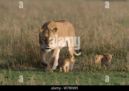 Löwin (Panthera leo) mit Jungen im Alter von 6 Wochen, Masai-Mara Game Reserve, Kenia Stockfoto