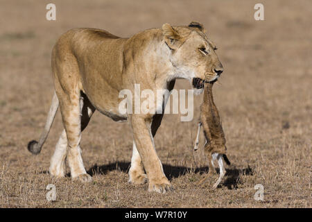 Löwin (Panthera leo). Damit ist ein neugeborenes Thomson Gazellen (Eudorcas thomsoni) zu ihren Jungen, Masai-Mara Game Reserve, Kenia Stockfoto