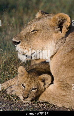 Löwin (Panthera leo) und mit Jungtier im Alter von 2 Monaten, Masai-Mara Game Reserve, Kenia Stockfoto