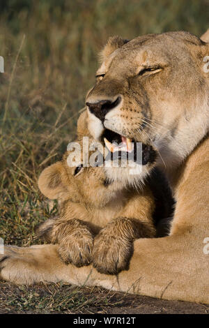 Löwin (Panthera leo) und Jungtier im Alter von 2 Monaten Masai-Mara Game Reserve, Kenia Stockfoto