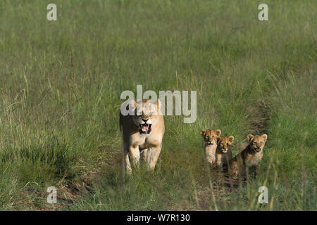 Löwin (Panthera leo) mit rund 2 Ihre Jungen im Alter von Monaten, Masai-Mara Game Reserve, Kenia Stockfoto