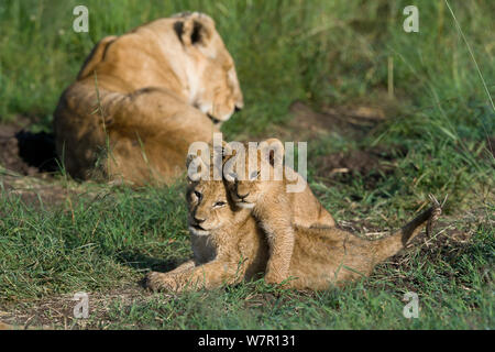Löwin (Panthera leo) mit rund 2 Monate alten Jungen, Masai-Mara Game Reserve, Kenia Stockfoto