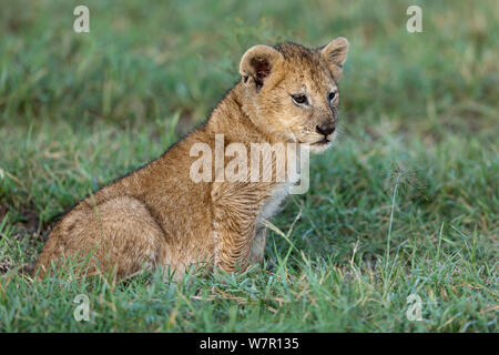 Löwe (Panthera leo) Jungtier im Alter von 2 Monaten, Masai-Mara Game Reserve, Kenia. Gefährdete Arten. Stockfoto