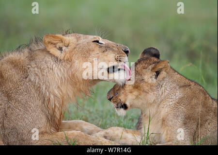 Löwe (Panthera leo) Jugendliche pflegen, Masai-Mara Game Reserve, Kenia. Gefährdete Arten. Stockfoto