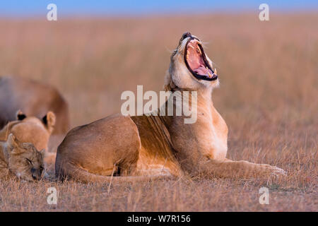 Löwin (Panthera Leo) Gähnen, Masai Mara Game Reserve, Kenia. Gefährdete Arten. Stockfoto