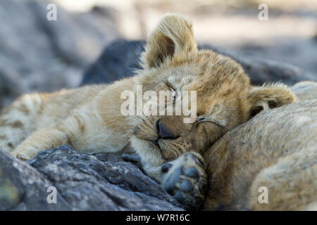 Löwe (Panthera leo) Cub bis zum Alter von 3 Monaten ruhend, Masai-Mara Game Reserve, Kenia. Gefährdete Arten. Stockfoto