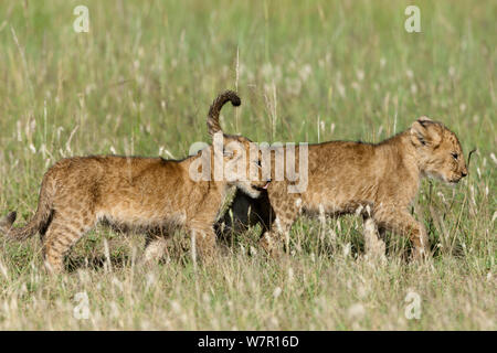 Löwe (Panthera leo) Jungen 3 Monate alt spielen, Masai-Mara Game Reserve, Kenia. Gefährdete Arten. Stockfoto