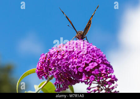 Bournemouth, Dorset UK. 7. Aug 2019. UK Wetter: Insekten genießen Sie den Sonnenschein auf der Weide auf die Werke in Bournemouth. Red Admiral Schmetterling, Vanessa atalanta, Fütterung auf sommerflieder Buddleja davidii, Davidii, passenderweise butterfly Bush. Credit: Carolyn Jenkins/Alamy leben Nachrichten Stockfoto