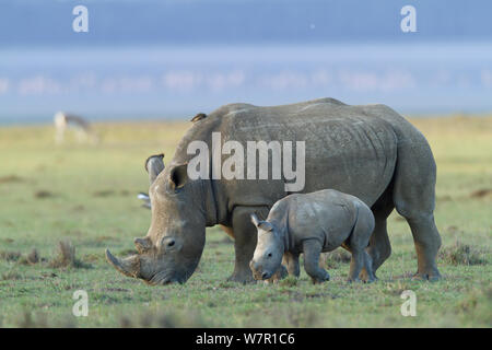 White Rhino (Rhinocerotidae)) Mutter und Kind Beweidung, Nakuru, Kenia Stockfoto