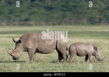 White Rhino (Rhinocerotidae)) Mutter und Baby, Nakuru, Kenia Stockfoto