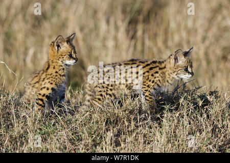 Serval Katze (Felis) serval Kätzchen, Masai-Mara Game Reserve, Kenia Stockfoto