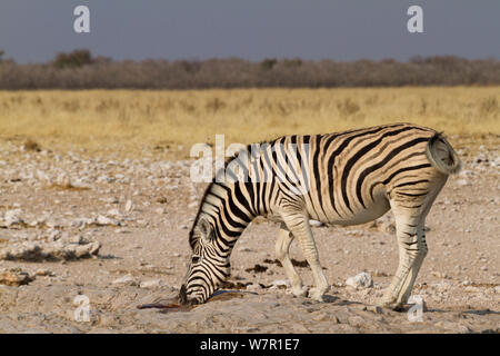 Burchell's Zebra (Equus burchellii) Alkoholkonsum von kleinen Pfütze, Etosha National Park, Namibia Stockfoto