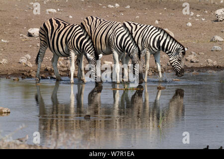 Burchell's Zebra (Equus burchellii) an einem Wasserloch, Etosha National Park, Namibia Stockfoto