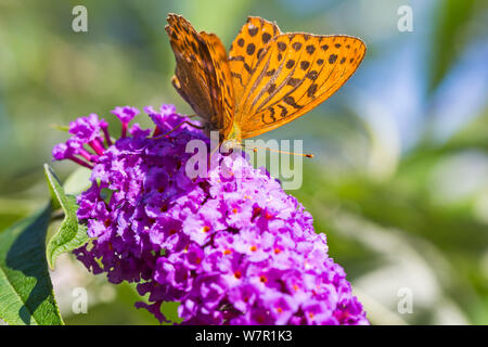 Bournemouth, Dorset, Großbritannien. August 2019. UK Wetter: Insekten genießen die Sonne, die sich an den Pflanzen in Bournemouth ernährt. Männchen Silbergewaschener Friesling, Argynnis Paphia, Fütterung von Buddleia davidii, Buddleja davidii, entsprechend Schmetterlingsbusch genannt. Quelle: Carolyn Jenkins/Alamy Live News Stockfoto