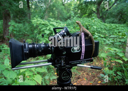 Baby Komodo Dragon (Varanus komodensis) sitzen auf Film Kamera im Regenwald. Auf Position für TVNZ schießen 'Dragons Komodo', Komodo, Indonesien, Juni 2009 Stockfoto