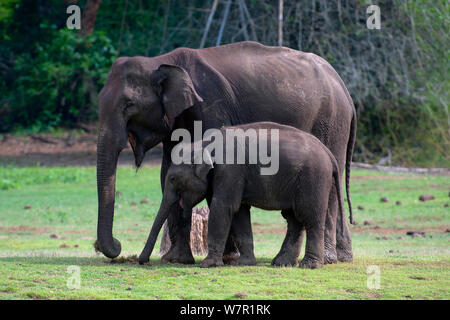 Asiatischer Elefant (Elephas maximus) Weibchen mit Jungen, Nagarhole Nationalpark, Südindien Stockfoto