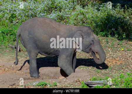 Asiatischer Elefant (Elephas maximus) weibliche Graben für Nährstoffe in den Waldboden, Nagarhole Nationalpark, Südindien Stockfoto